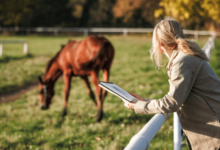 Maximizing Your Success at Horse Sales: Expert Tips from Bloodstock Auction