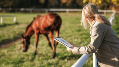 Maximizing Your Success at Horse Sales: Expert Tips from Bloodstock Auction