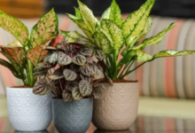The Ultimate Guide to Choosing Stylish and Durable Plant Pots