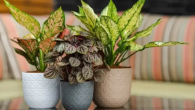 The Ultimate Guide to Choosing Stylish and Durable Plant Pots