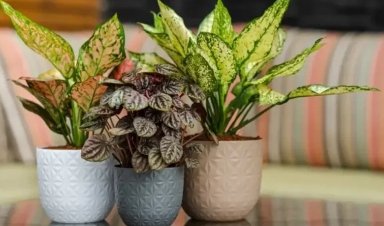 The Ultimate Guide to Choosing Stylish and Durable Plant Pots