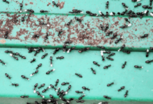 Effective Pest Control Services in Southern Highlands: Protect Your Home Today