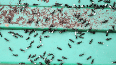 Effective Pest Control Services in Southern Highlands: Protect Your Home Today