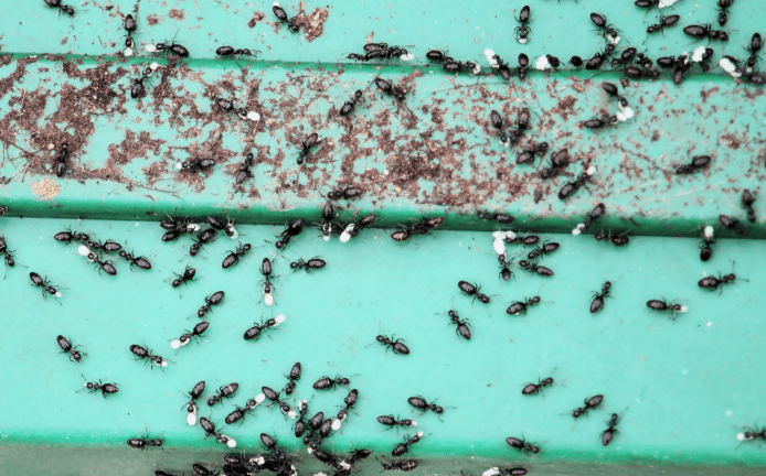 Effective Pest Control Services in Southern Highlands: Protect Your Home Today